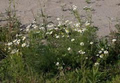 Tripleurospermum inodorum