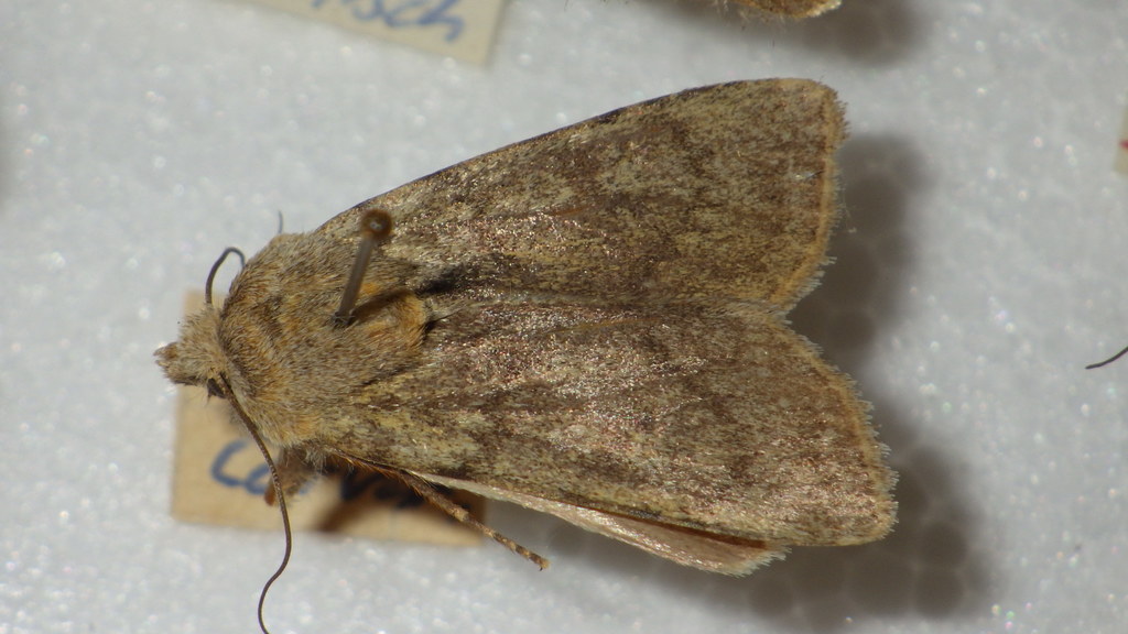 Euxoa culminicola
