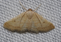 Idaea alicantaria
