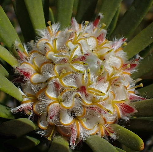 Image of Leucadendron dregei by (c) Nicola van Berkel, some rights reserved (CC BY-SA)