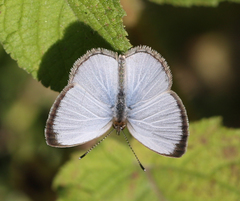 Pseudozizeeria maha ossa