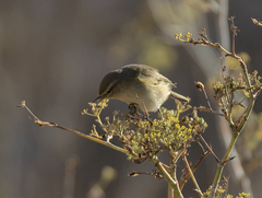 Phylloscopus collybita