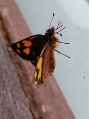 Metisella metis metis