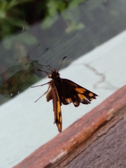 Metisella metis metis