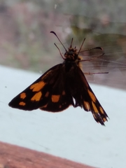 Metisella metis metis