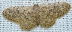 Idaea blaesii