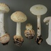 False Death-Cap - Photo (c) Marco Floriani, some rights reserved (CC BY-NC), uploaded by Marco Floriani