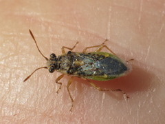 Brachycarenus tigrinus