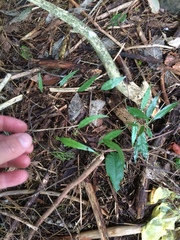 Parsonsia heterophylla