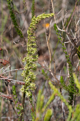 Holothrix schlechteriana