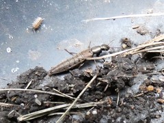 Ocypus aeneocephalus