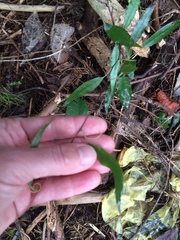 Parsonsia heterophylla