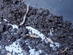 Ocypus aeneocephalus