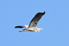 Ardea cinerea