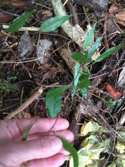 Parsonsia heterophylla