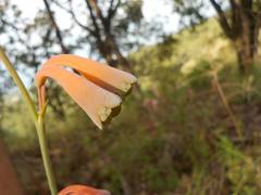 Polianthes zapopanensis