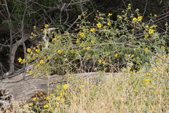 Helianthus californicus