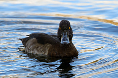 Aythya fuligula
