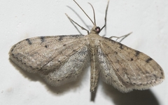 Idaea attenuaria