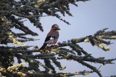 Garrulus glandarius