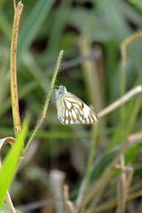 Pontia helice johnstonii