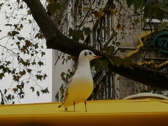 Chroicocephalus ridibundus