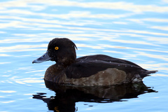 Aythya fuligula