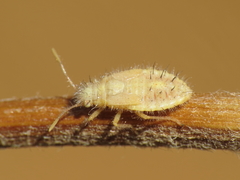 Brachycarenus tigrinus