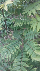 Ailanthus altissima