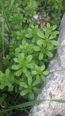 Galium aparine
