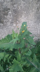 Sonchus oleraceus