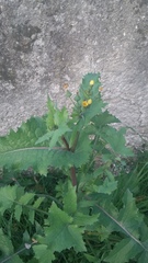 Sonchus oleraceus