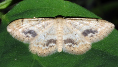 Idaea belemiata