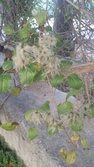 Clematis vitalba