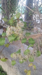 Clematis vitalba