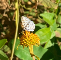 Leptotes cassius cassius