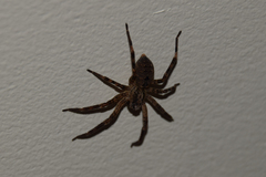 Zoropsis spinimana