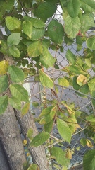 Ulmus minor