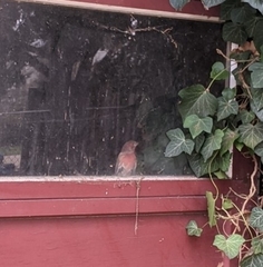 Haemorhous mexicanus