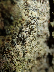 Chaenotheca ferruginea