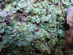 Lunularia cruciata