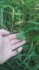 Veronica hederifolia