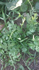 Capsella bursa-pastoris