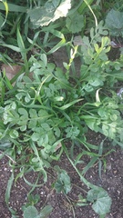 Capsella bursa-pastoris