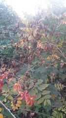 Koelreuteria paniculata