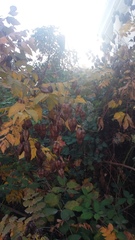 Koelreuteria paniculata