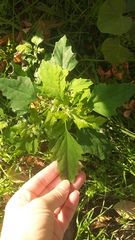 Chenopodium album