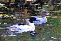 Mergus merganser