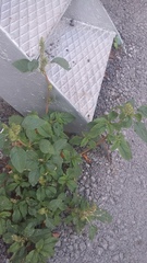 Amaranthus retroflexus