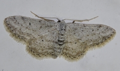 Idaea calunetaria